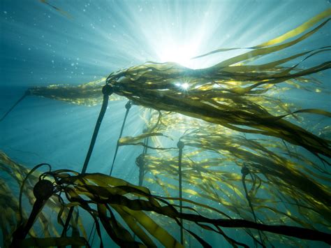 Unlocking the Mysteries of Seaweed in Coos Bay
